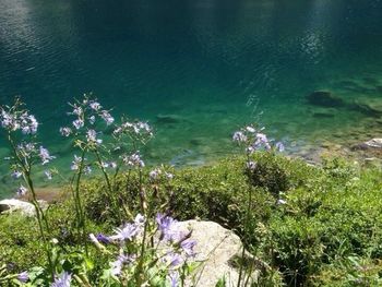 Close-up of flowers in water