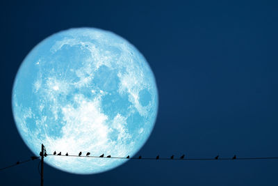 Low angle view of birds against blue sky