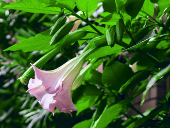 Close-up of white flowering plant