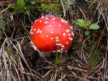 Close-up of mushroom on field