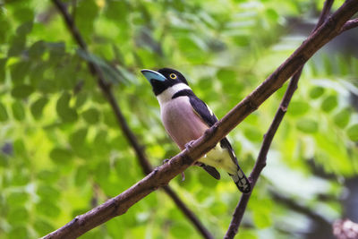 Bird beautiful color black and yellow broadbill eury laimus ocromalus small cute