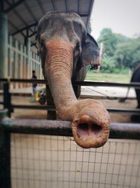 Close-up of elephant in zoo