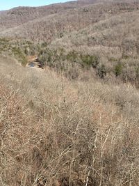 Scenic view of field