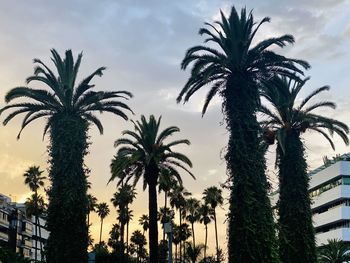 Low angle view of palm trees against sky