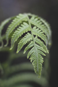 Close-up of fern leaves