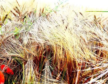 High angle view of stalks in field