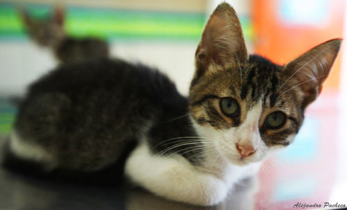 Close-up portrait of cat