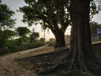 Road amidst trees on field against sky