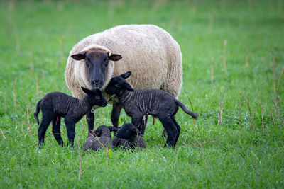 Sheep on grassy field