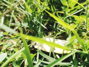 Close-up of grass growing on field