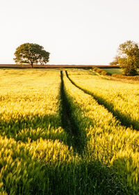 Scenic view of field against clear sky