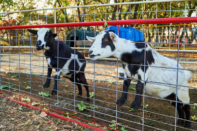 Baby goats in their pens at the farm fair exhibition