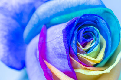 Close-up of rose bouquet