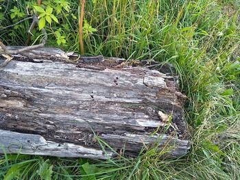 High angle view of wood on field