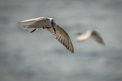 Close-up of seagull flying