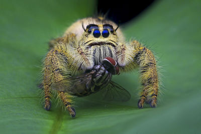 Close-up of spider