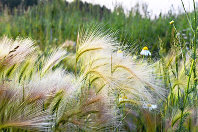 Fluffy spikelets and chamomile flowers in meadow, floral background, field, summer flowering