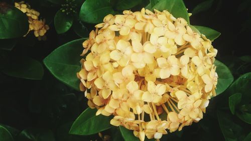 Close-up of hydrangea blooming outdoors