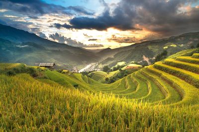 Scenic view of agricultural field against sky