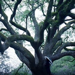 Low angle view of trees