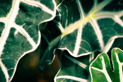 Close-up of spider web on plant