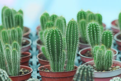 Close-up of potted plant