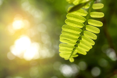 Close-up of fern leaves