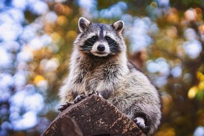 Close-up portrait of raccoon