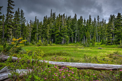 Trees growing on grassy field against cloudy sky