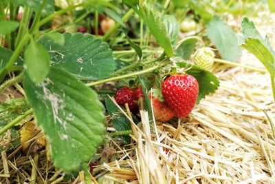 Close-up of strawberries growing on field