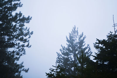 Low angle view of silhouette trees against clear sky