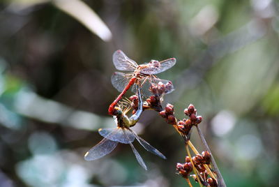 Close-up of dragonfly on red flower