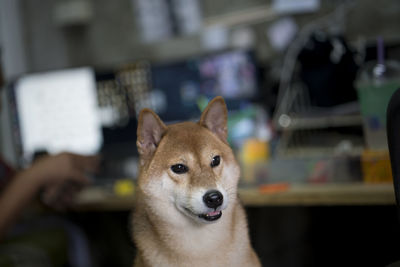 Close-up portrait of dog looking away