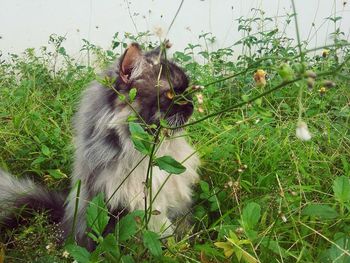 Cat amidst plants