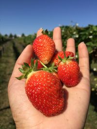 Close-up of hand holding strawberries