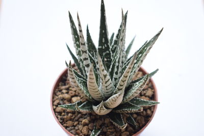 Close-up of plant over white background