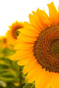 Close-up of sunflower blooming outdoors