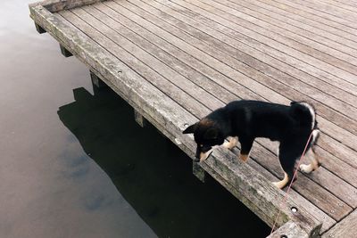 High angle view of dog on wood by lake