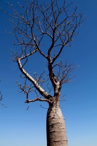 Low angle view of bare trees against clear blue sky