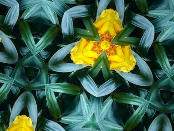 Full frame shot of yellow flowers