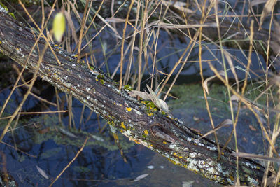 Close-up of snow on branch