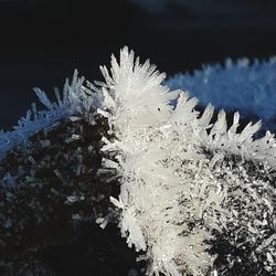 Close-up of frozen plant