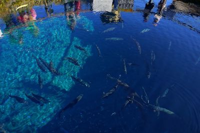 High angle view of fish swimming in sea