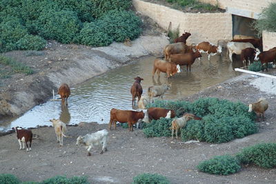 Cows on field