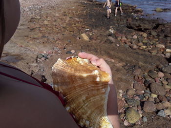 Low section of person with seashells on rock