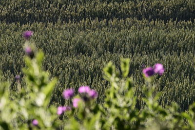 Close-up of purple flowering plant on field