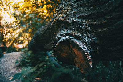 Close-up of rusty metal in forest