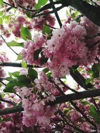 Low angle view of pink cherry blossoms in spring