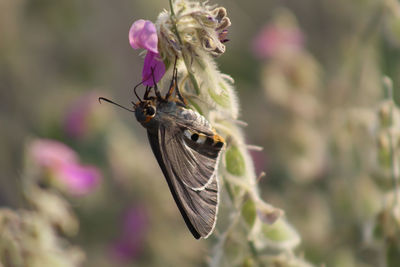 Close-up of butterfly pollinating on purple flower