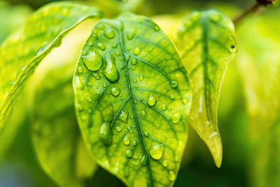 Close-up of raindrops on leaves